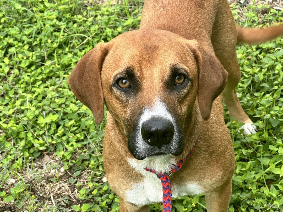 Enlarge Fizz, a Adoptable mixed breed in Round Rock, TX image 5/6