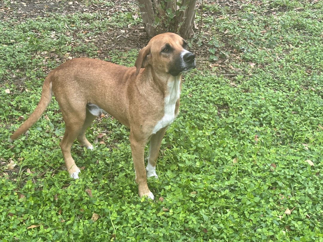 Enlarge Fizz, a Adoptable mixed breed in Round Rock, TX image 6/6