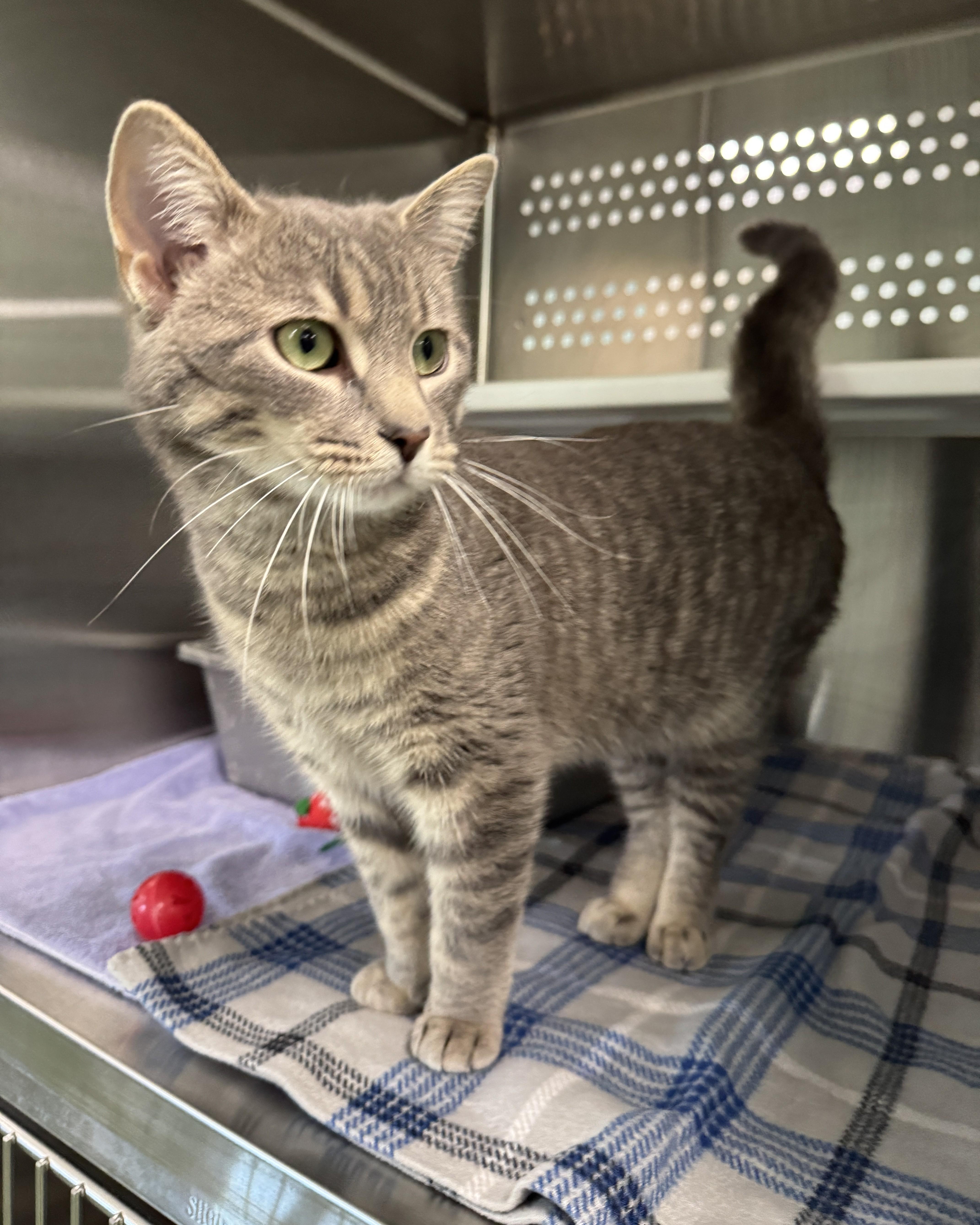Quincy, an adopted Domestic Short Hair in Seneca, PA image 5/5
