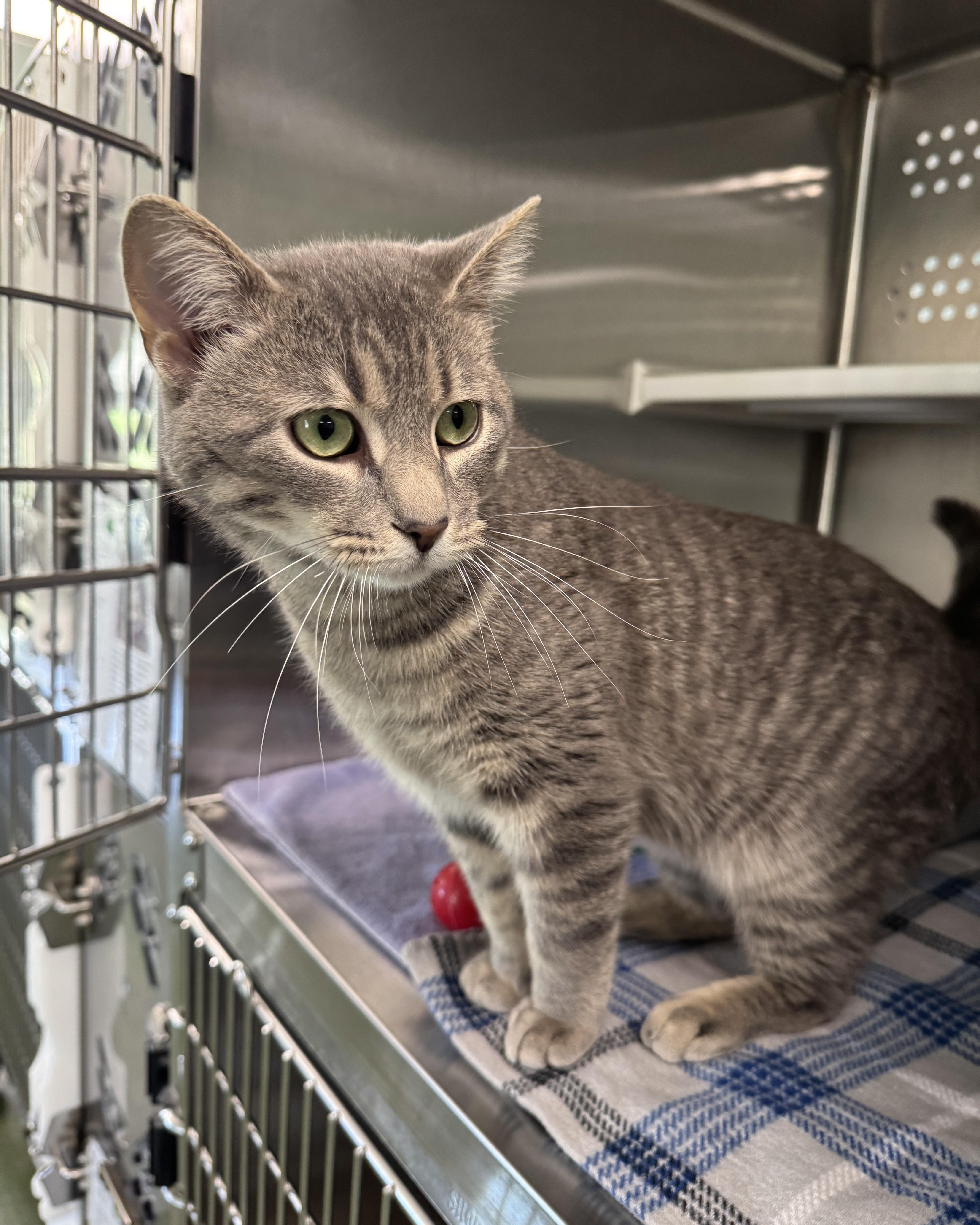 Quincy, an adopted Domestic Short Hair in Seneca, PA image 4/5