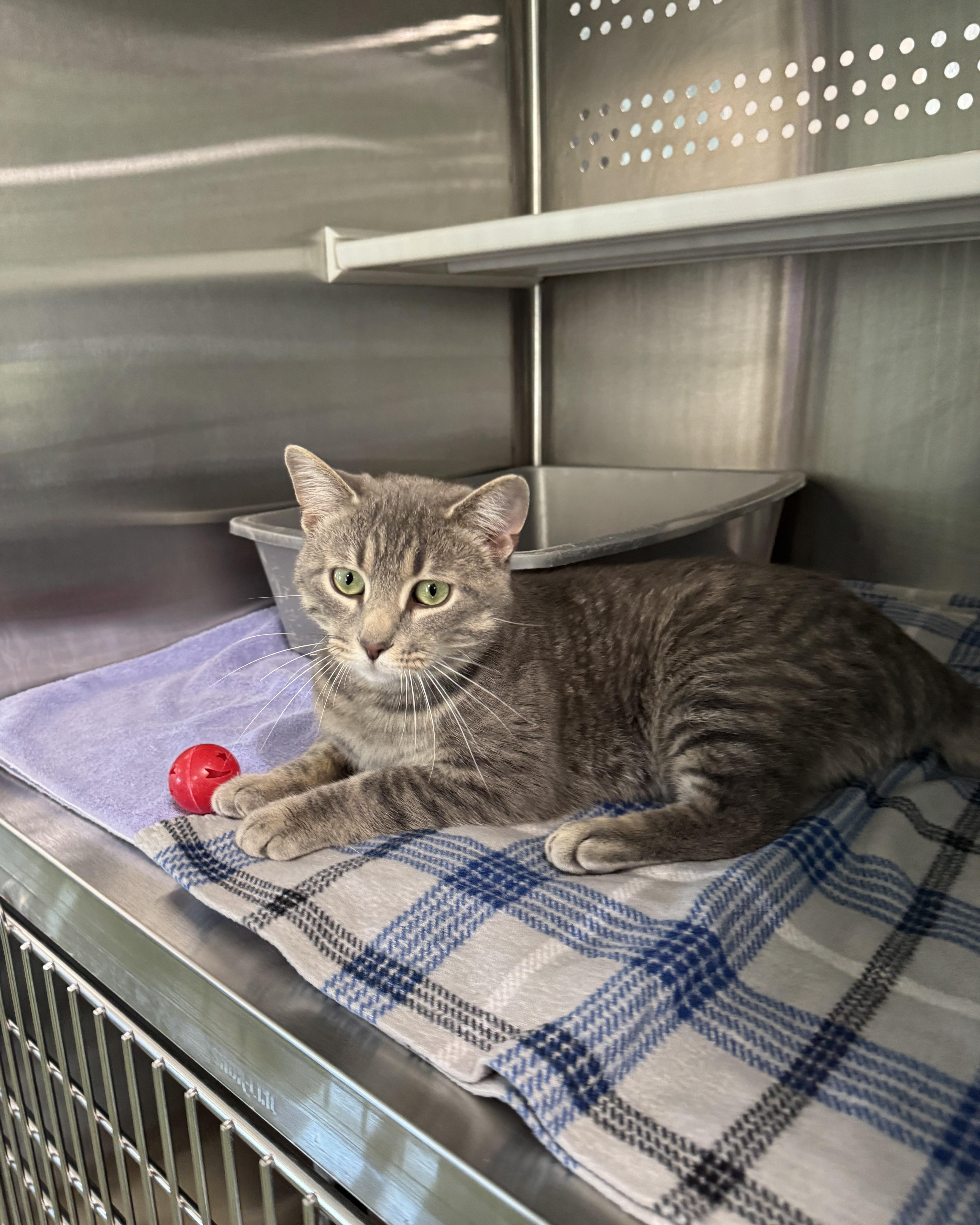 Quincy, an adopted Domestic Short Hair in Seneca, PA image 2/5