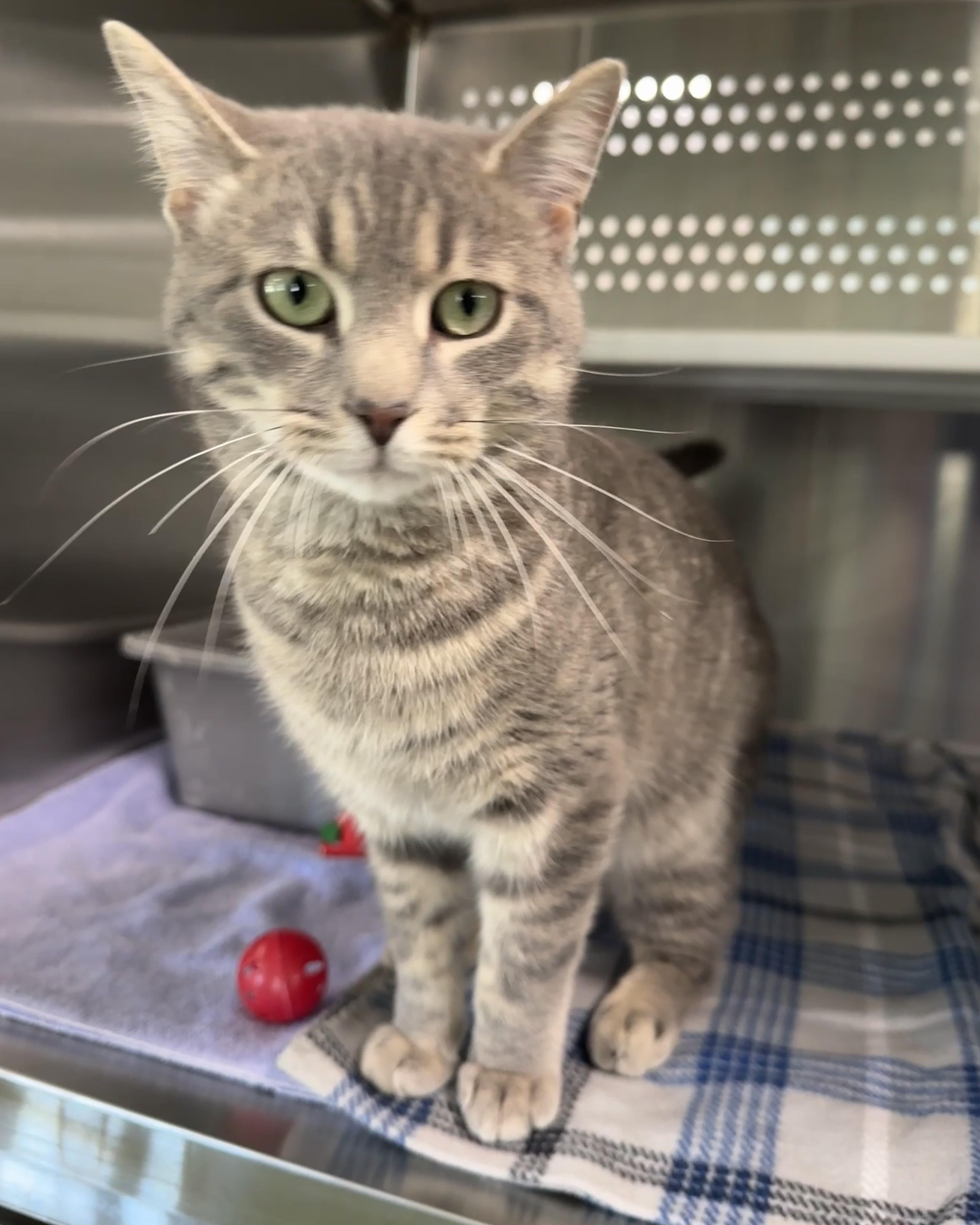 Quincy, an adopted Domestic Short Hair in Seneca, PA image 1/5