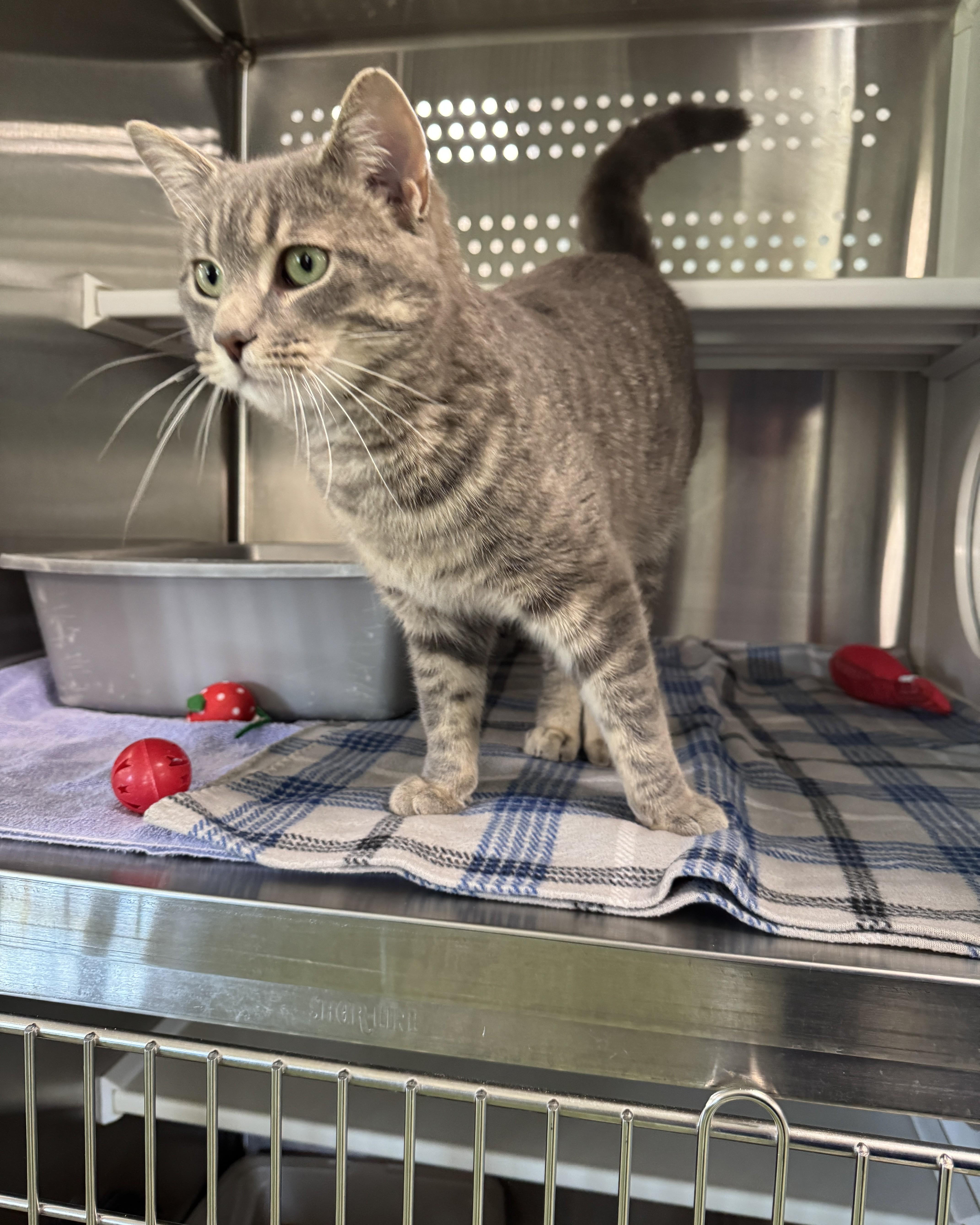 Quincy, an adopted Domestic Short Hair in Seneca, PA image 3/5