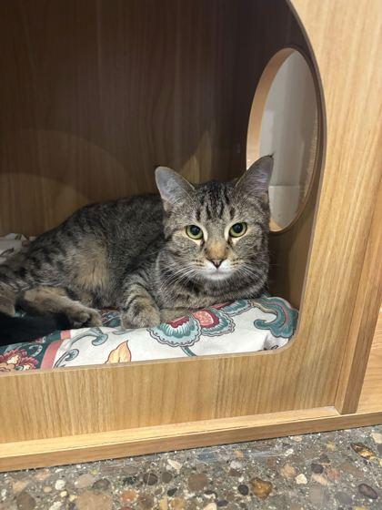 Fuchsia, Adoptable, Young Female Domestic Short Hair & Domestic Short Hair.