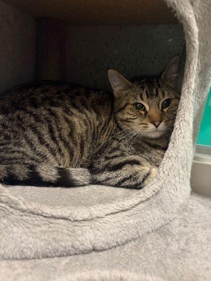 Enlarge Fuchsia, a Adoptable Domestic Short Hair in Louisville, KY image 3/3