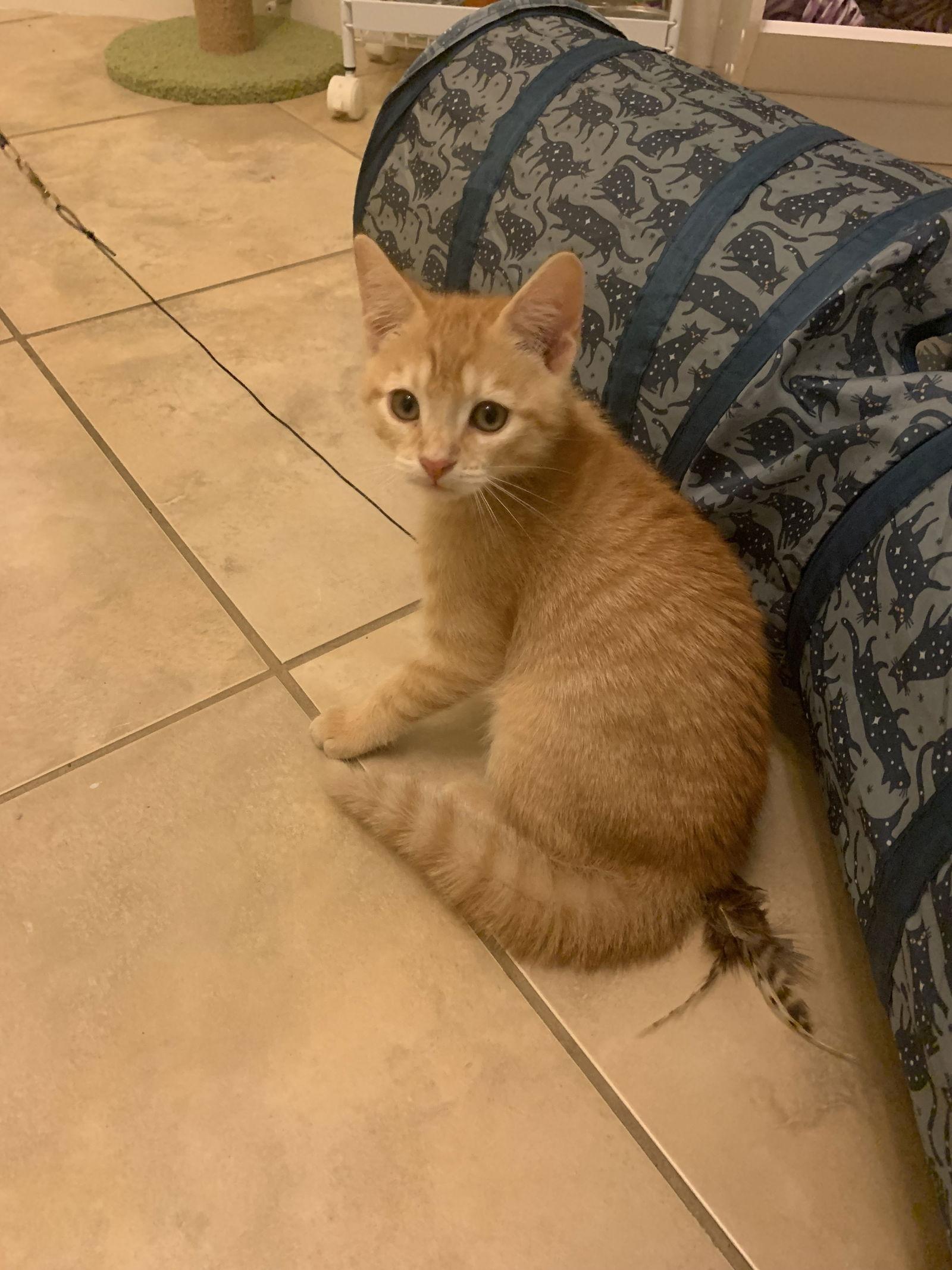 Jack (9364), Adoptable, Kitten Male Domestic Short Hair.