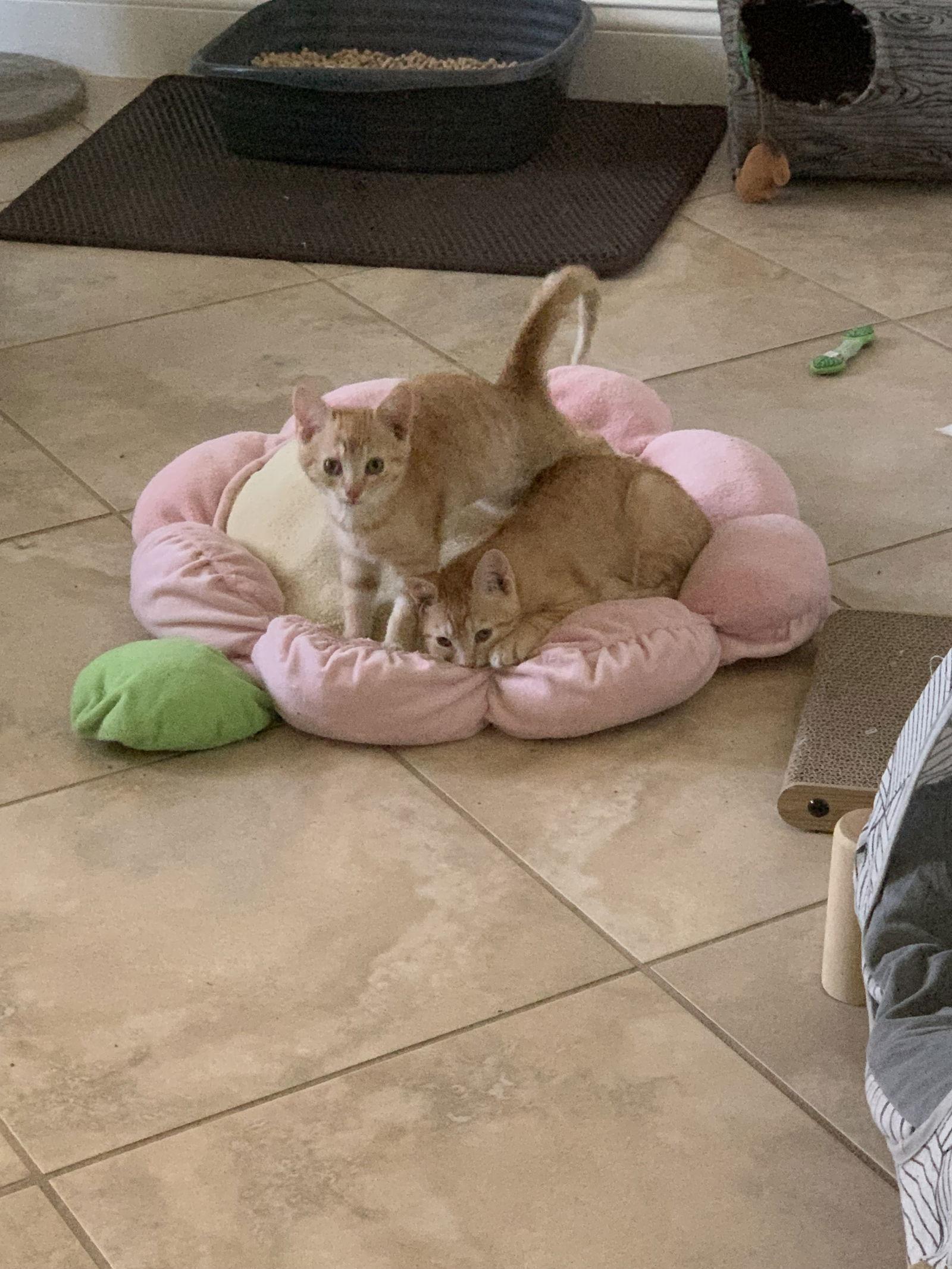 Jack (9364), a Adoptable Domestic Short Hair in Wesley Chapel, FL image 2/2