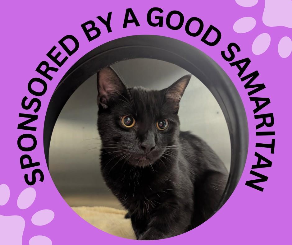 Enlarge POE*, a Adoptable Domestic Short Hair in Santa Cruz, CA image 1/1