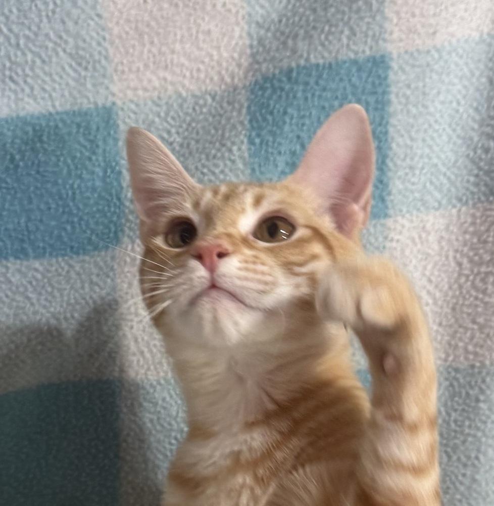 Prairie Pearl, Adoptable, Young Female Domestic Short Hair.
