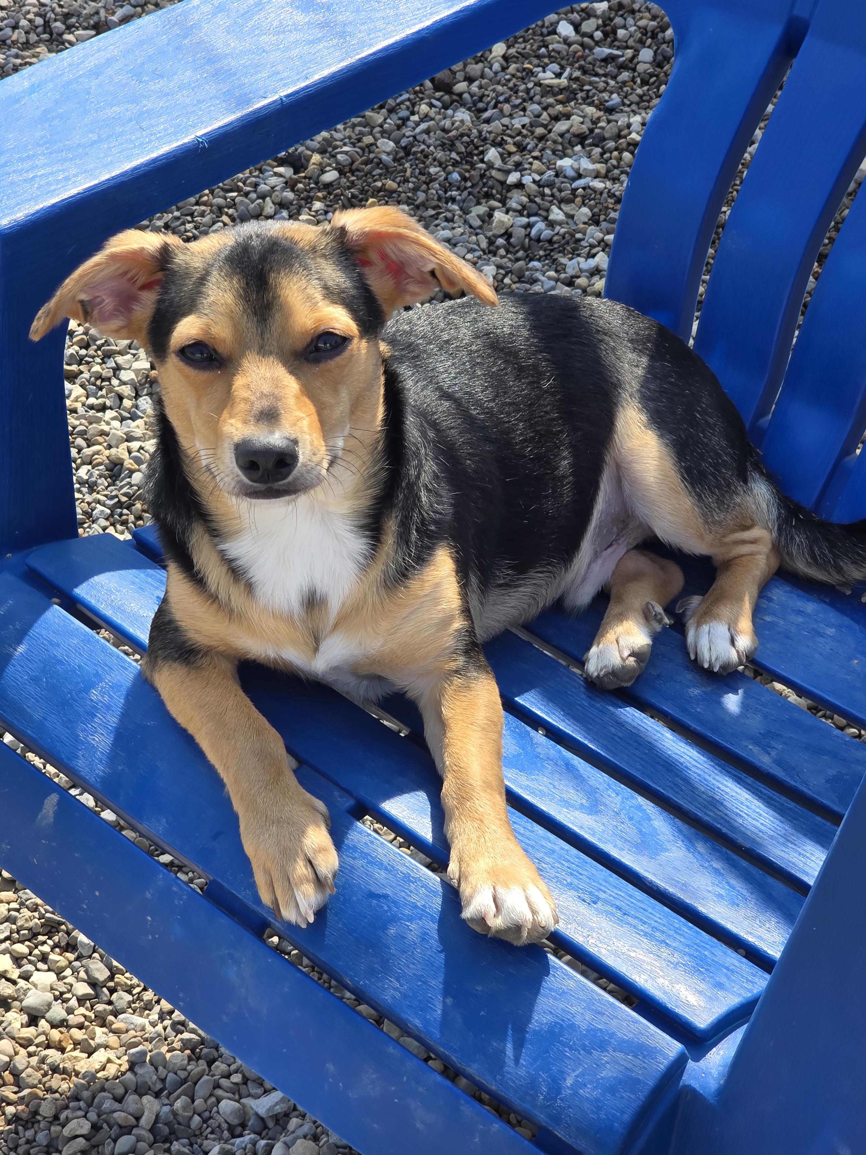 Enlarge Basil, a ADOPTABLE Terrier in Ross, OH image 2/3
