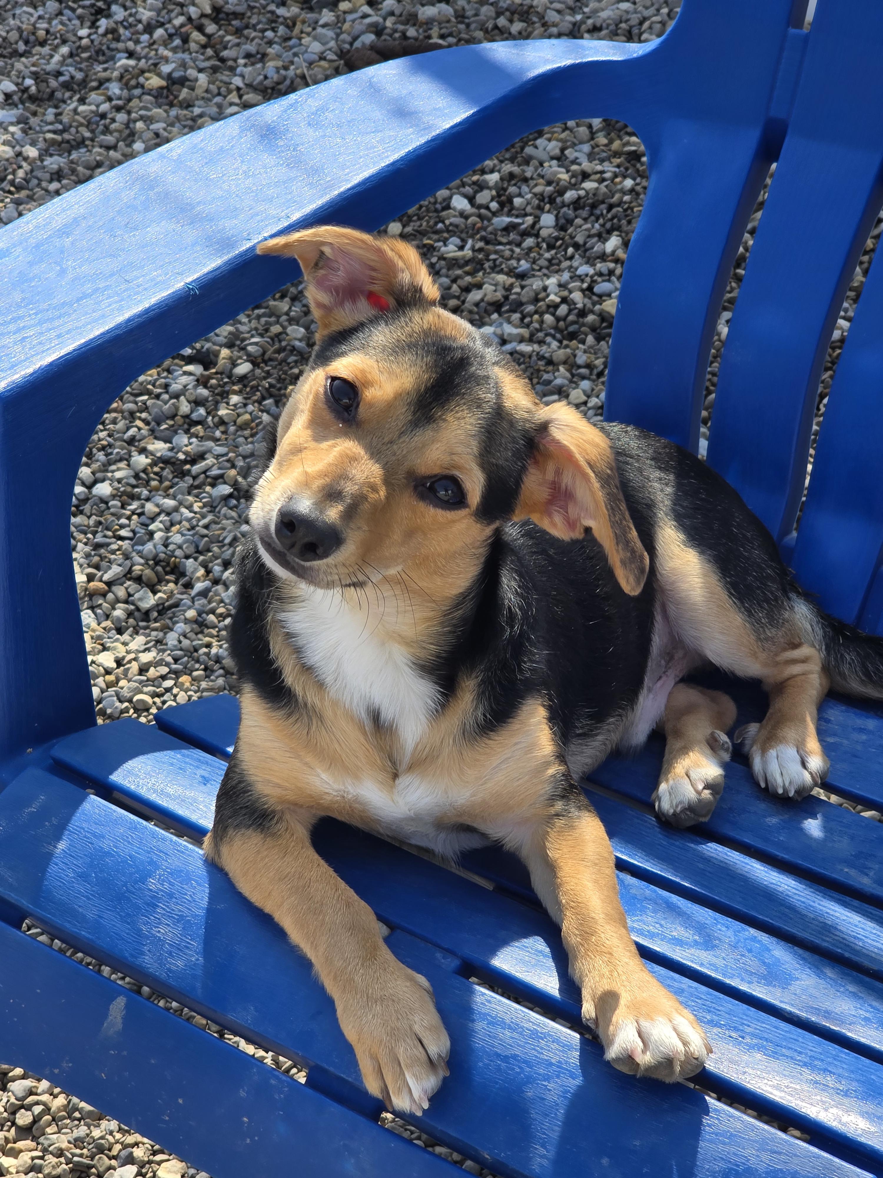 Enlarge Basil, a ADOPTABLE Terrier in Ross, OH image 3/3