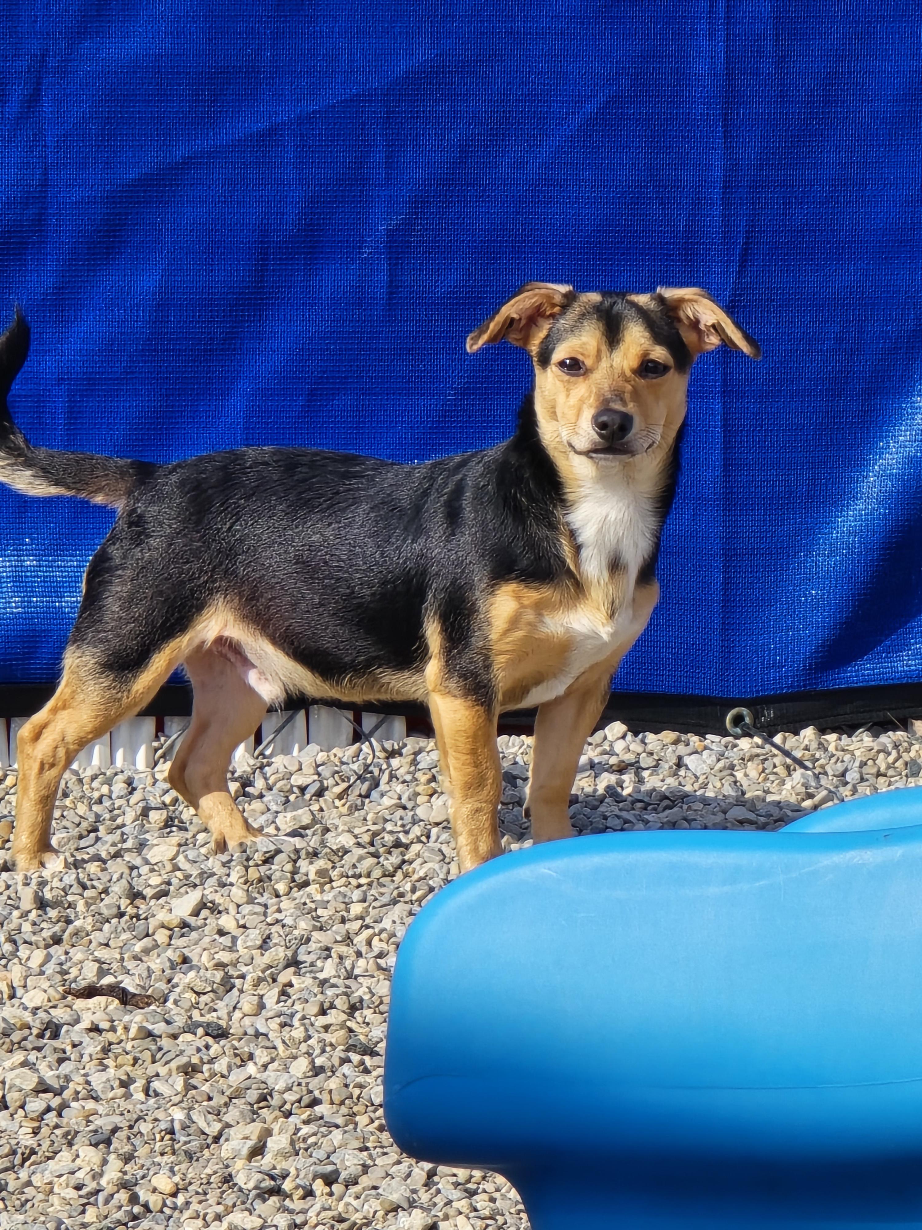 Enlarge Basil, a ADOPTABLE Terrier in Ross, OH image 1/3