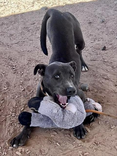 KNICKERS, Adoptable, Young Male Pit Bull Terrier & Mixed Breed.