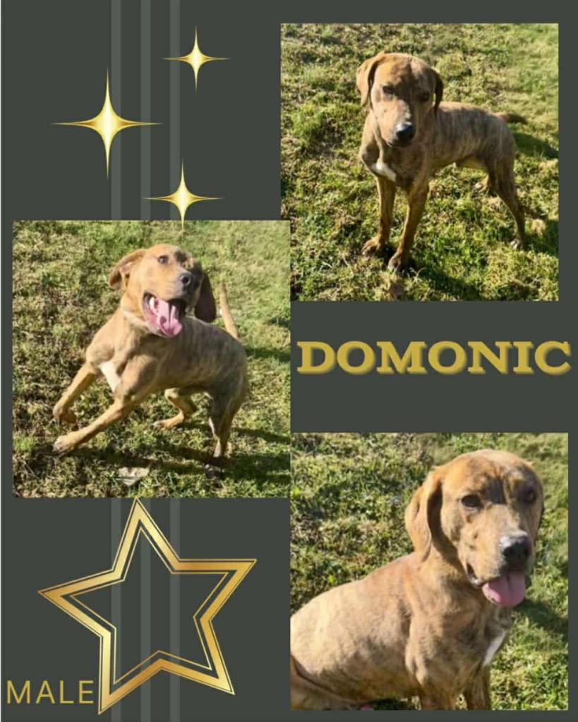 Dominic, Adoptable, Adult Male Mixed Breed.