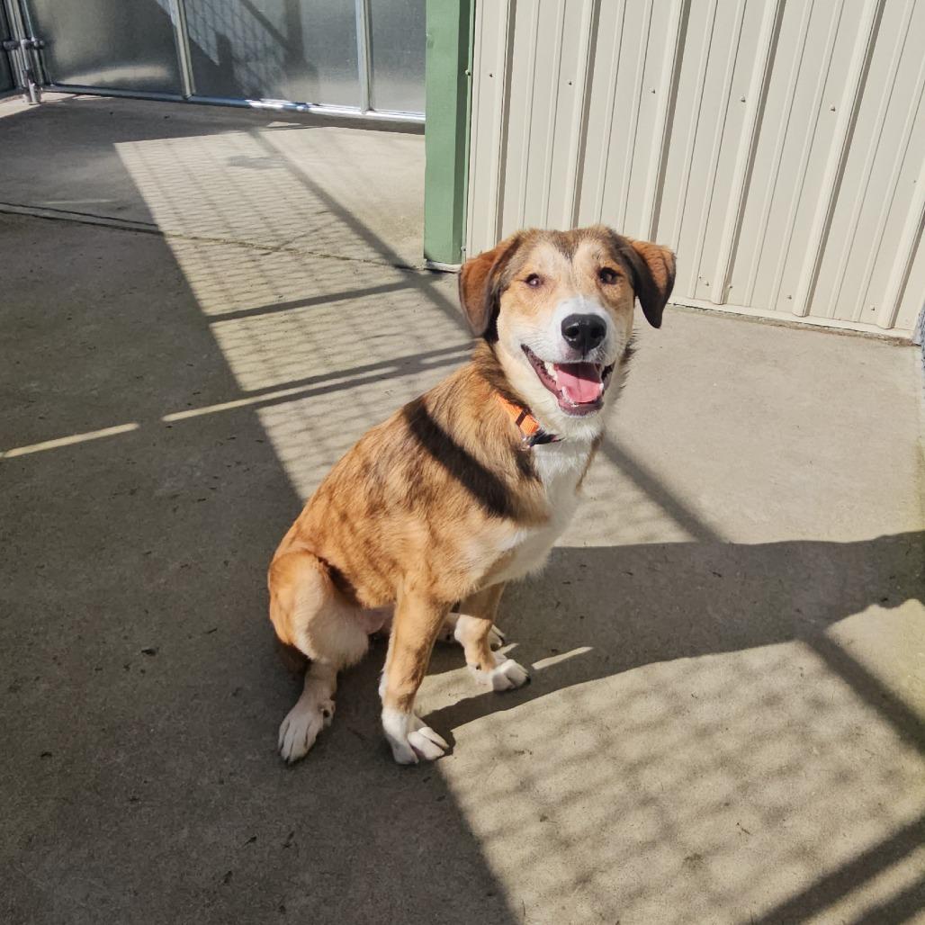 Enlarge Wilma, a Adoptable Mixed Breed in Priest River, ID image 1/3