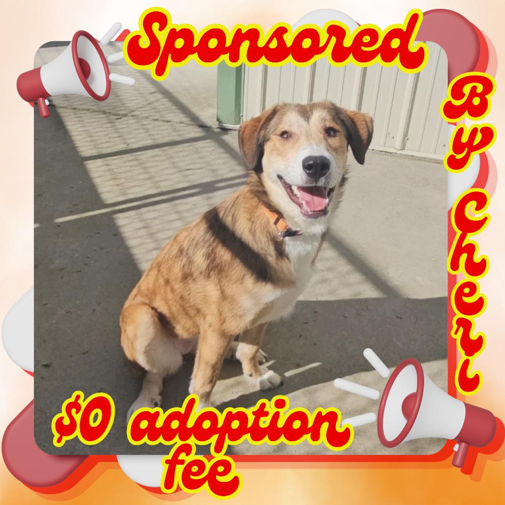Enlarge Wilma, a Adoptable Mixed Breed in Priest River, ID image 2/4