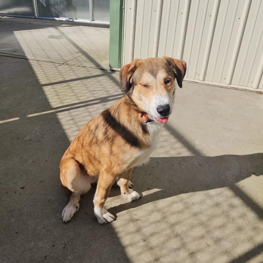 Enlarge Wilma, a Adoptable Mixed Breed in Priest River, ID image 2/3