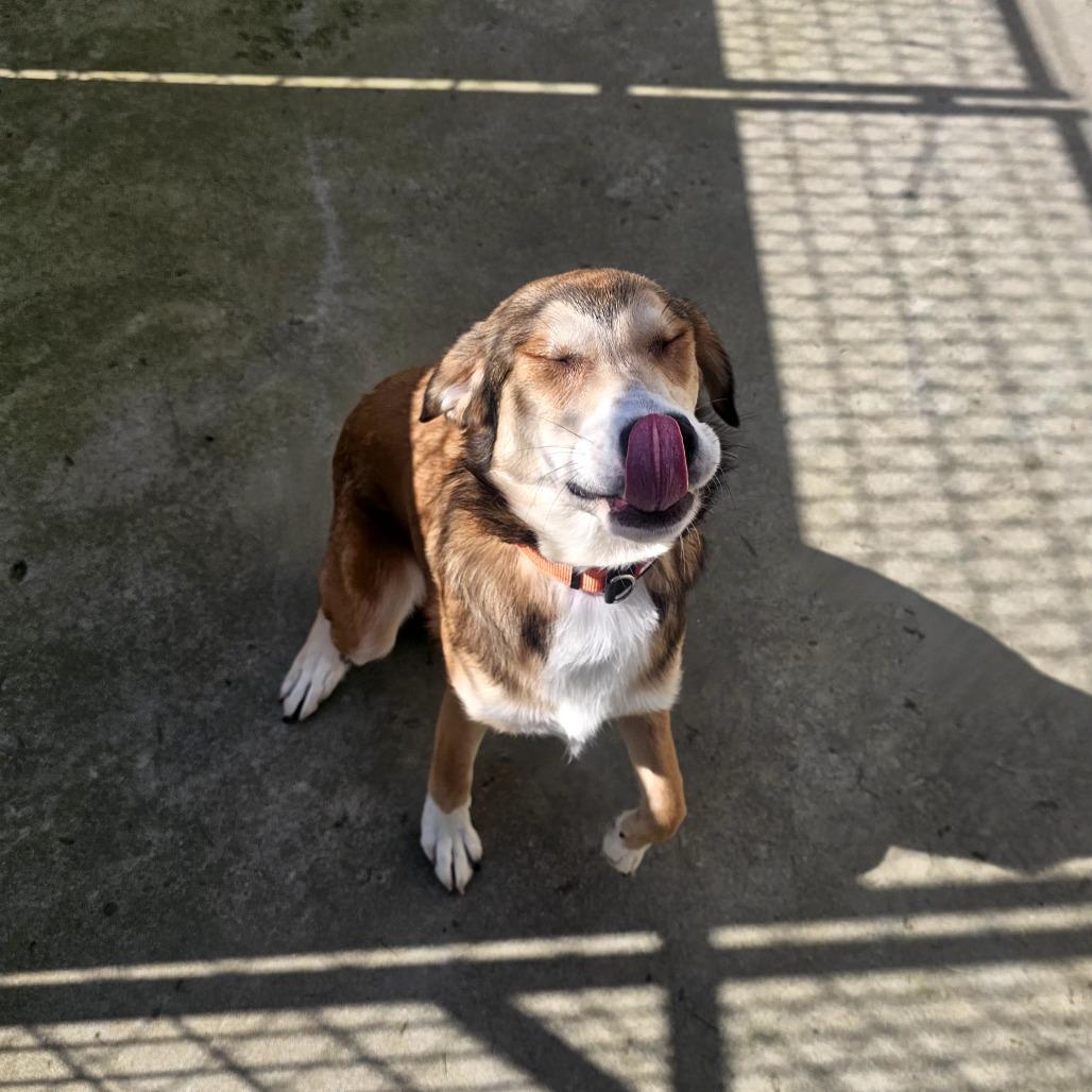 Enlarge Wilma, a Adoptable Mixed Breed in Priest River, ID image 3/3