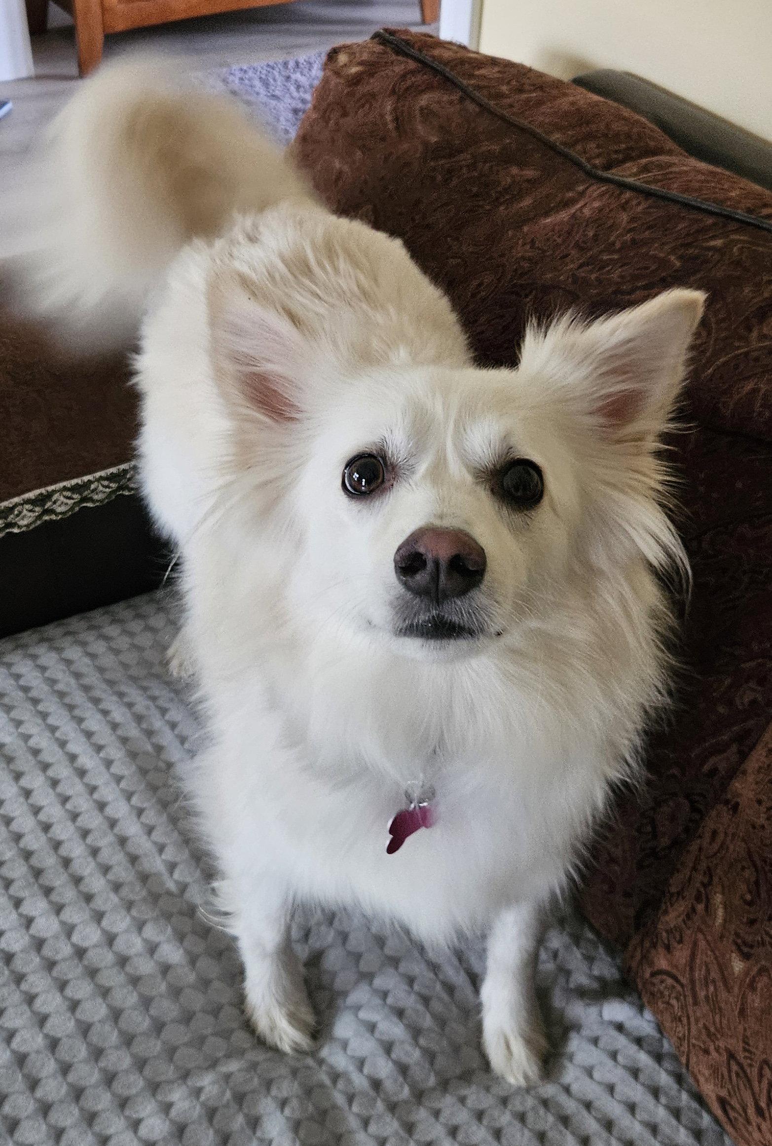 Enlarge Diva of MD, a Adoptable American Eskimo Dog in Randallstown, MD image 2/3
