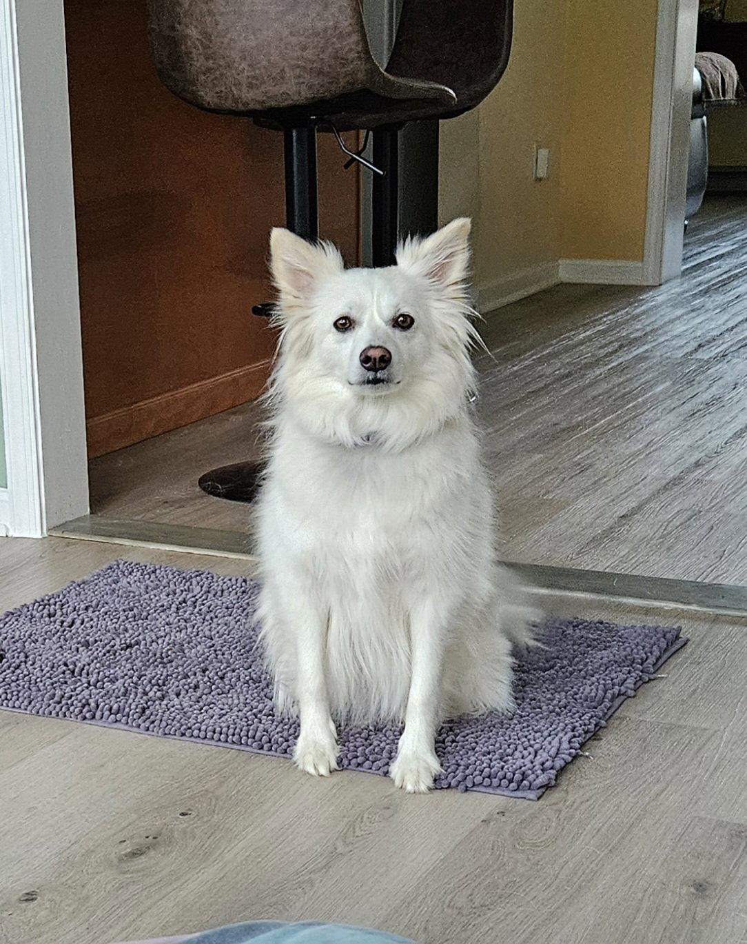 Diva of MD, a Adoptable American Eskimo Dog in Randallstown, MD image 2/3