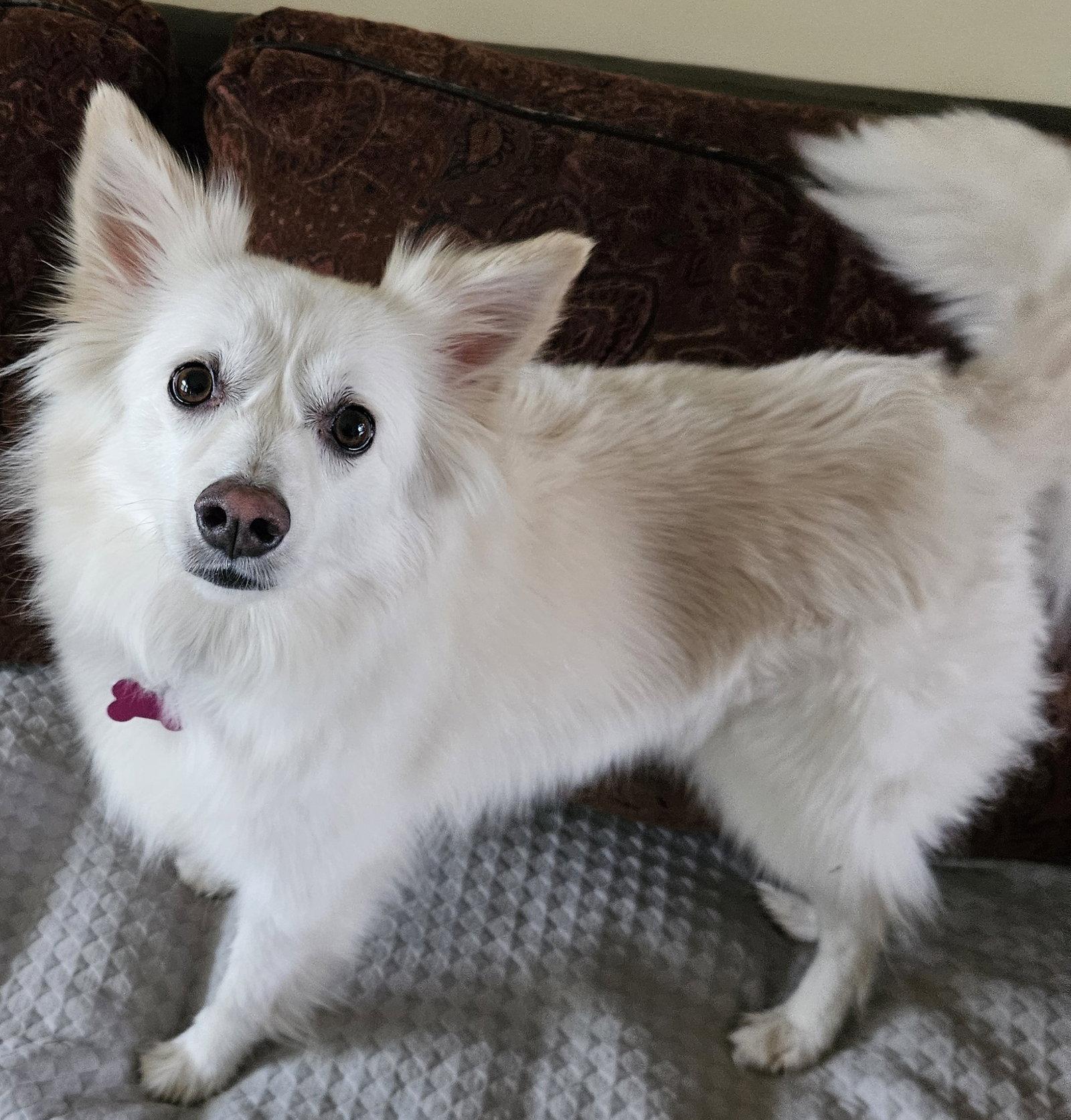 Enlarge Diva of MD, a Adoptable American Eskimo Dog in Randallstown, MD image 3/3