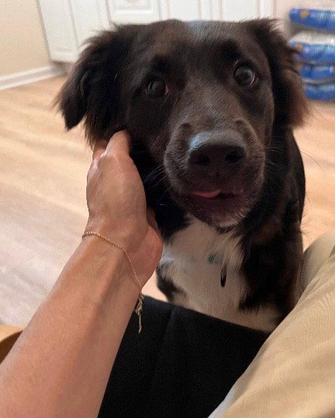 Will, a Adopted mixed breed in Westminster, MD image 1/3