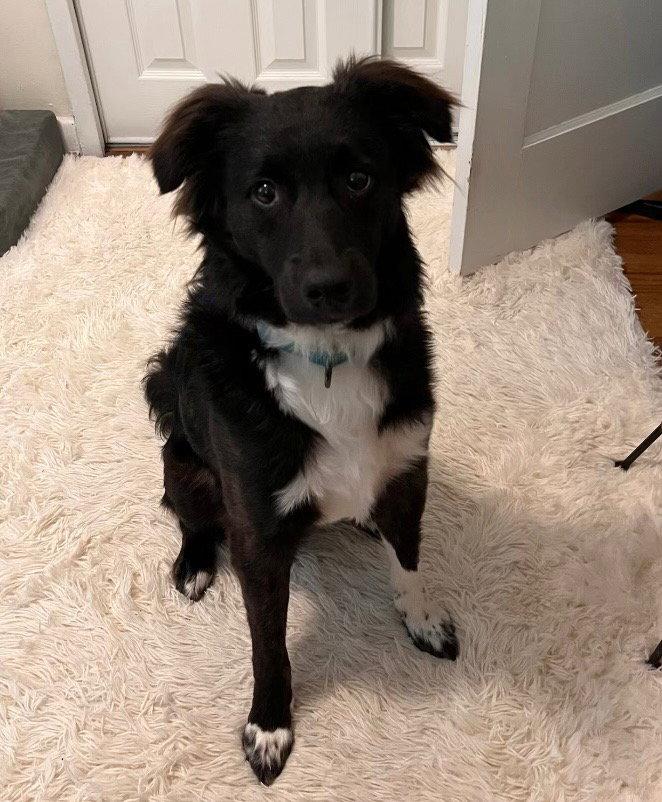 Will, a Adopted mixed breed in Westminster, MD image 2/3