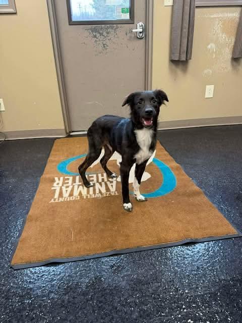 Enlarge Will, a Adopted mixed breed in Westminster, MD image 1/3