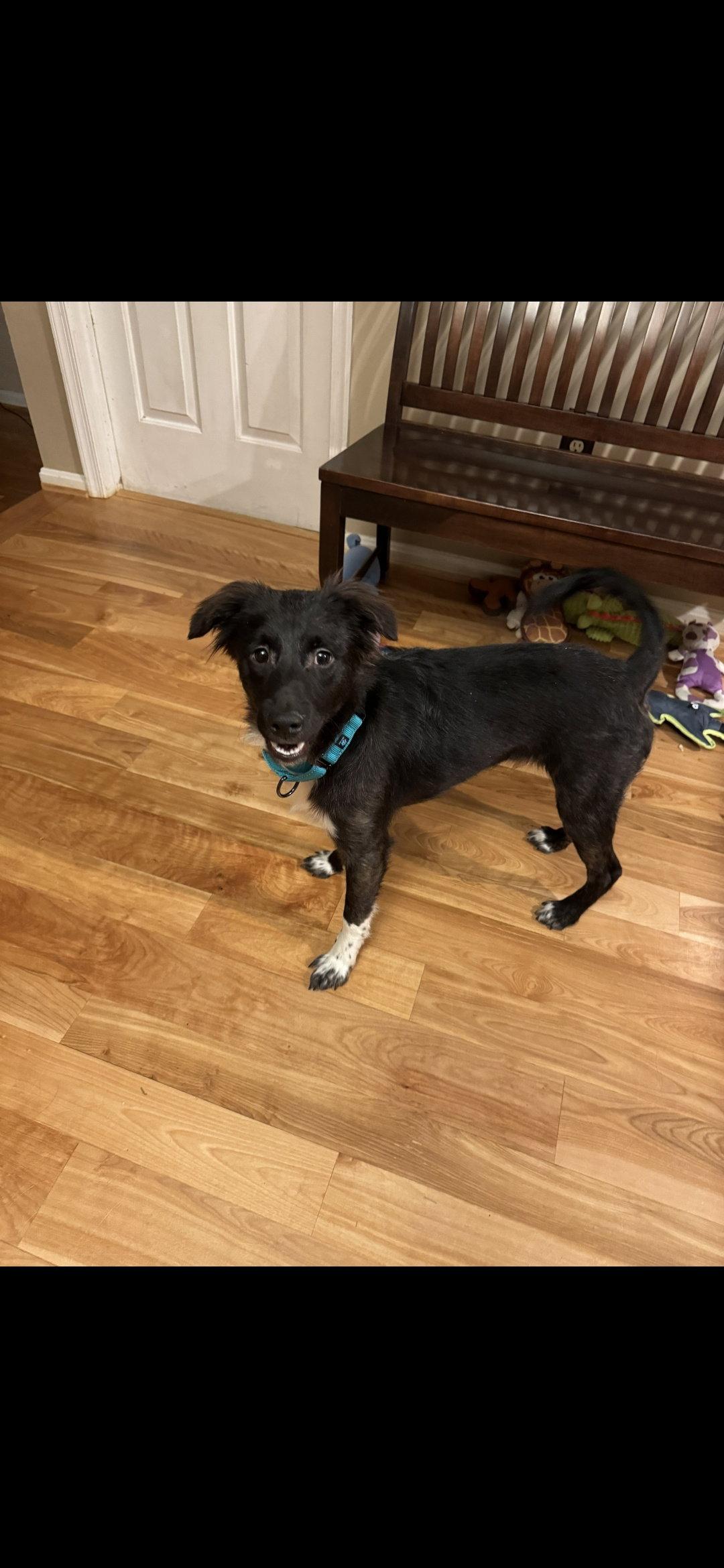 Enlarge Will, a Adopted mixed breed in Westminster, MD image 2/3