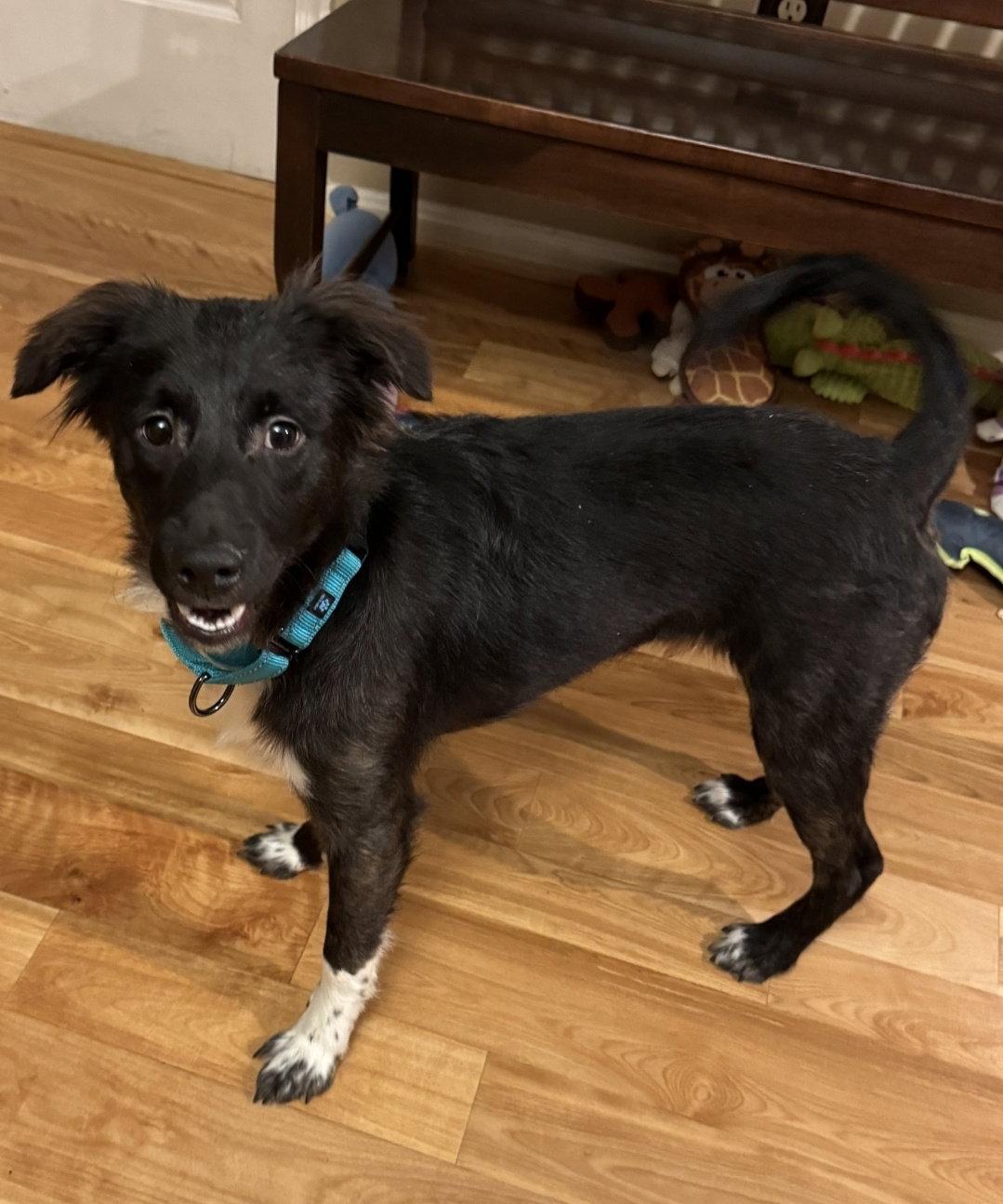 Enlarge Will, a Adopted mixed breed in Westminster, MD image 3/3
