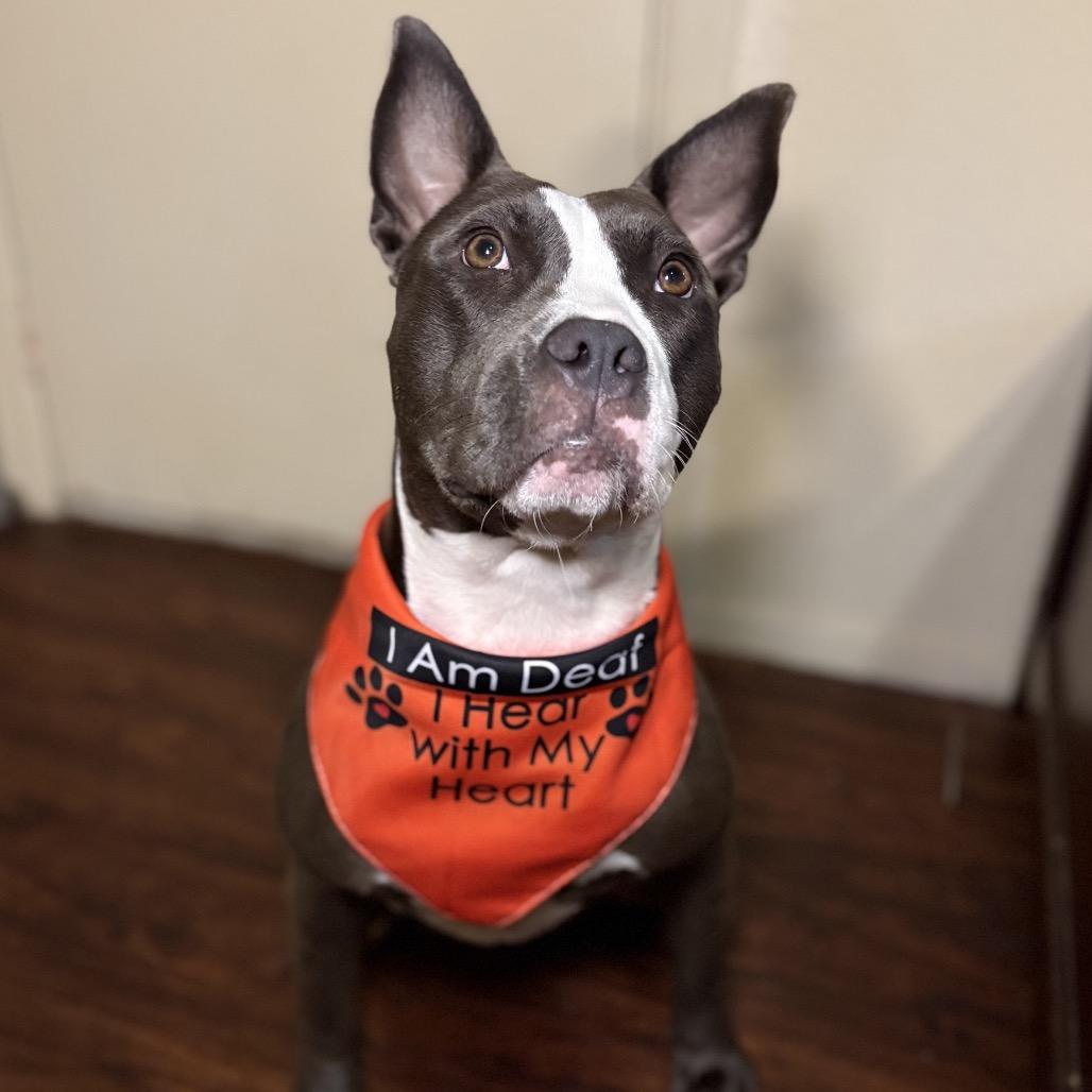 Enlarge Isadora, a Adoptable mixed breed in Corpus Christi, TX image 1/6