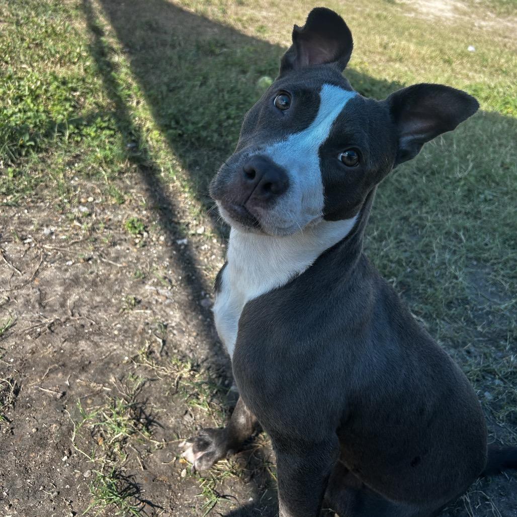 Isadora, Adoptable, Young Female Terrier & Mixed Breed.