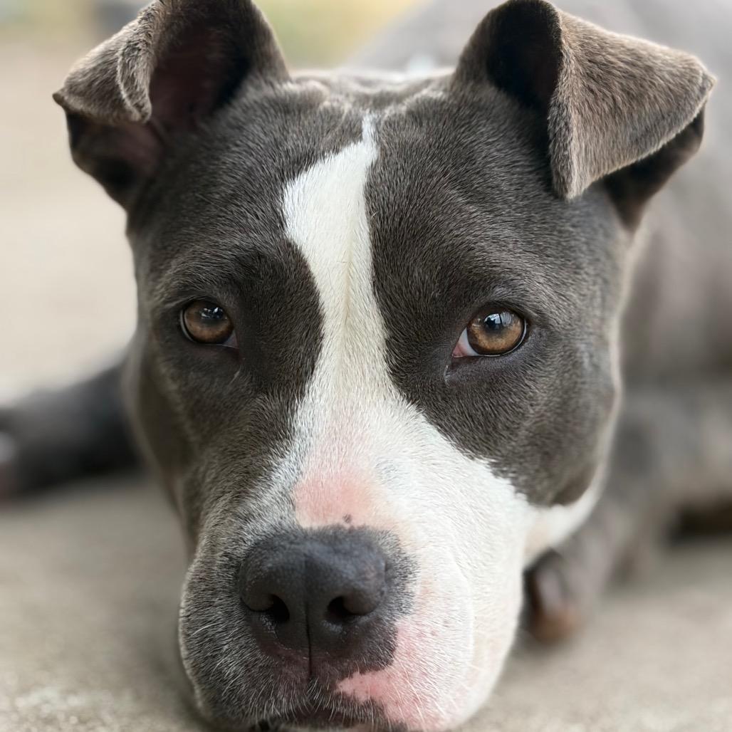 Isadora, a Adoptable mixed breed in Corpus Christi, TX image 2/6