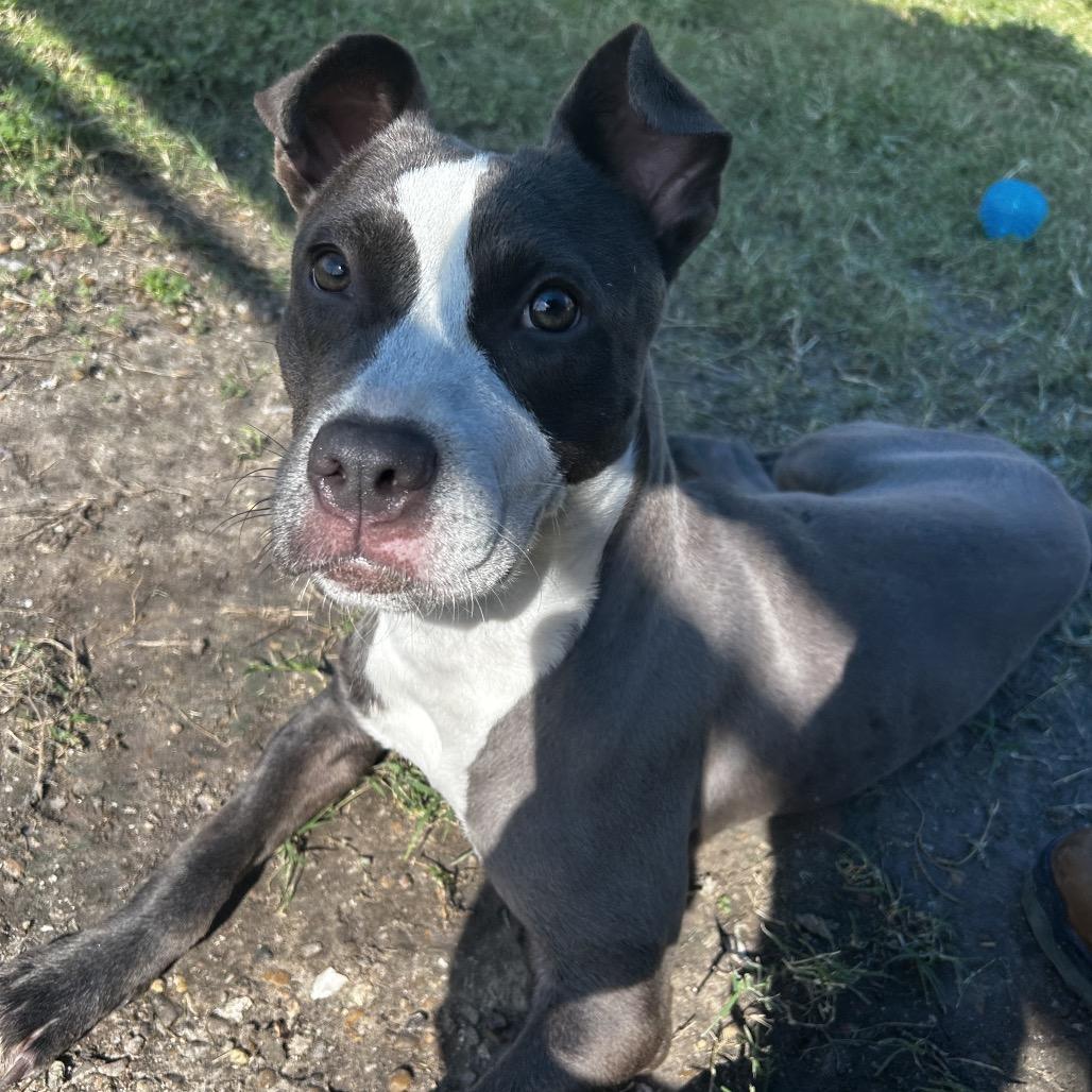 Isadora, a Adoptable mixed breed in Corpus Christi, TX image 3/6