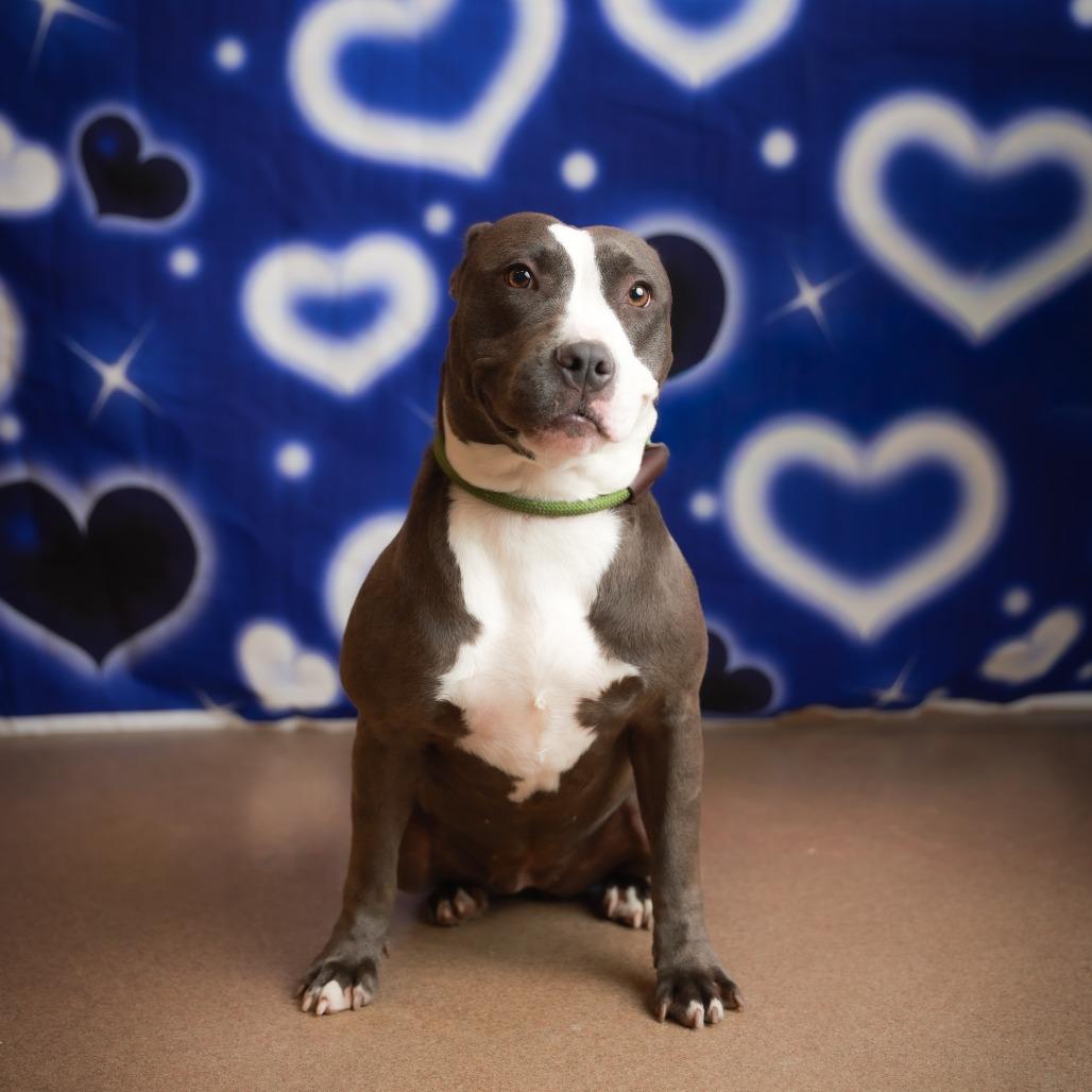 Isadora, a Adoptable mixed breed in Corpus Christi, TX image 4/6