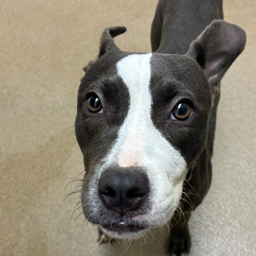 Isadora, a Adoptable mixed breed in Corpus Christi, TX image 5/6