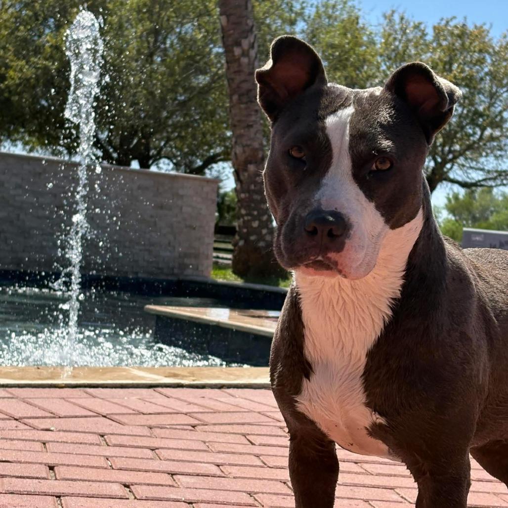 Isadora, a Adoptable mixed breed in Corpus Christi, TX image 5/6