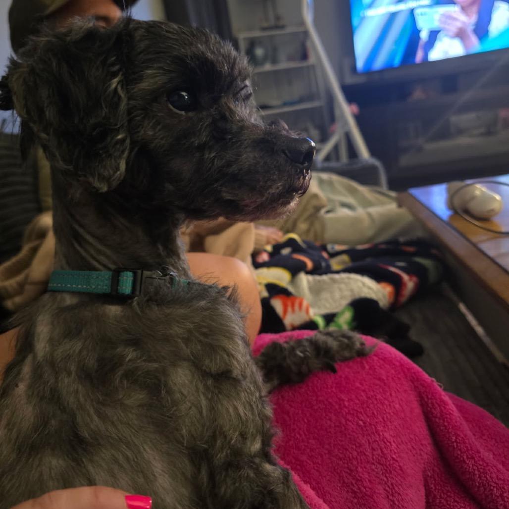 Enlarge Nimbus, a Adoptable mixed breed in Phoenix, MD image 1/3