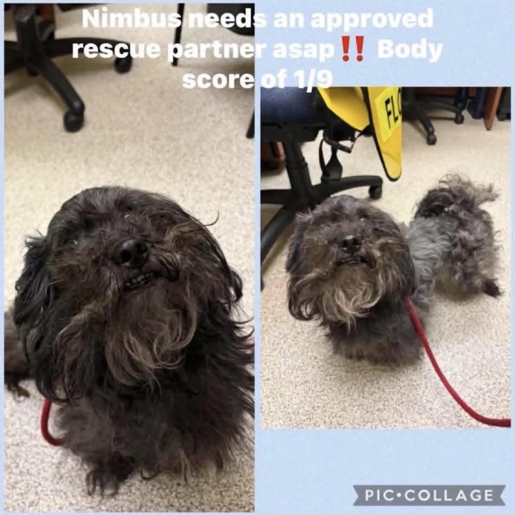 Enlarge Nimbus, a Adoptable mixed breed in Phoenix, MD image 2/3