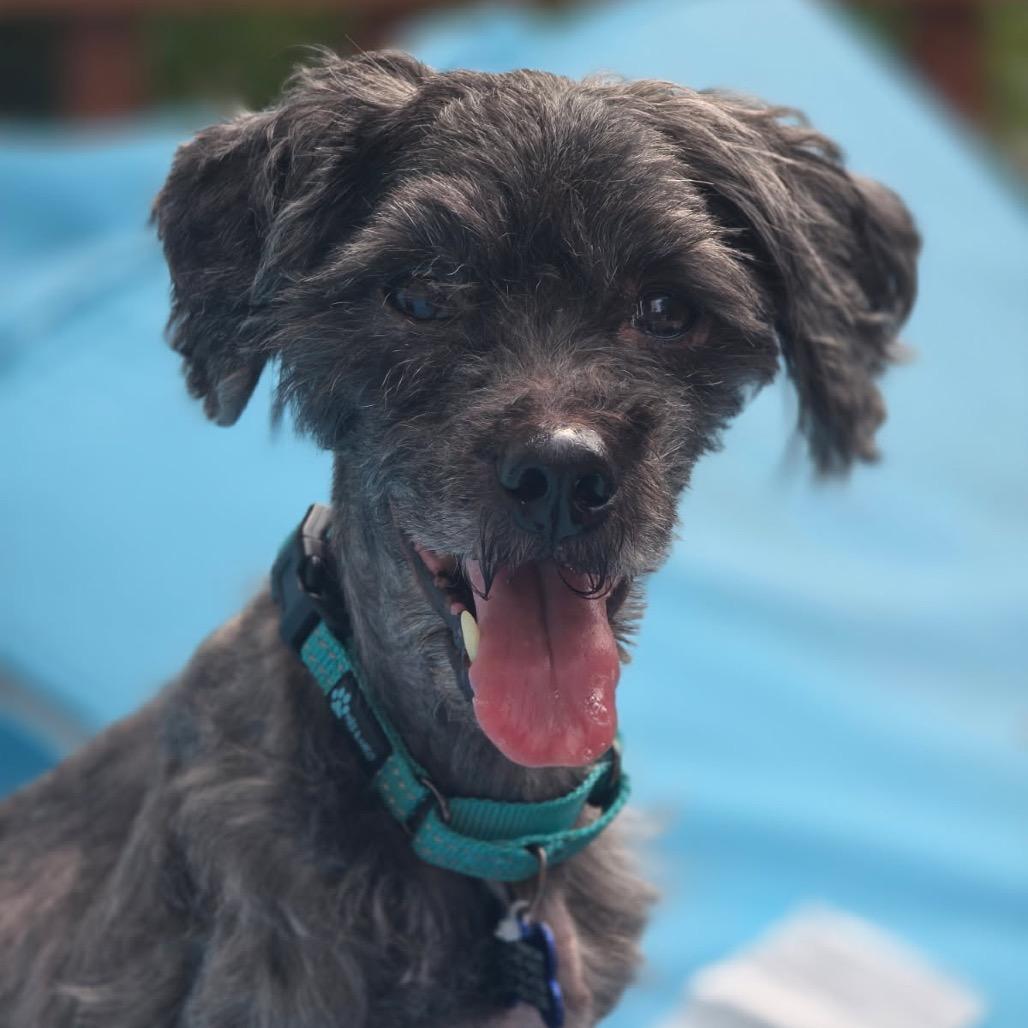 Enlarge Nimbus, a Adoptable mixed breed in Phoenix, MD image 3/3