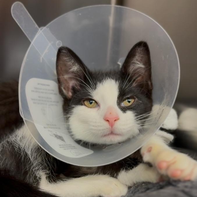 Enlarge Scream Cheese, a ADOPTABLE Domestic Medium Hair in Wayne, NJ image 1/1