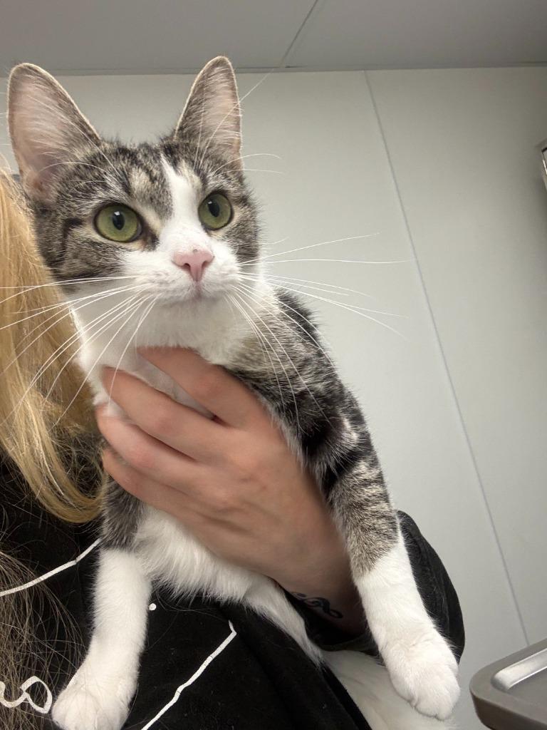 Artemis, Adoptable, Adult Female Domestic Short Hair.