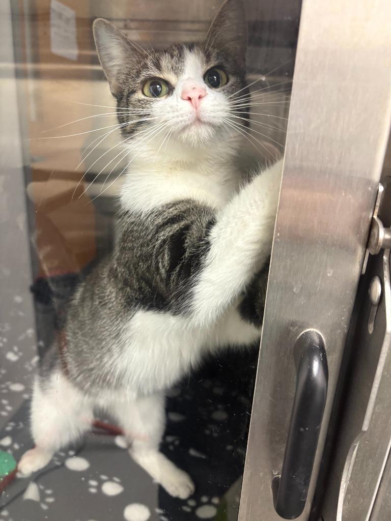 Enlarge Artemis, a Adoptable mixed breed in New Kensington, PA image 2/6