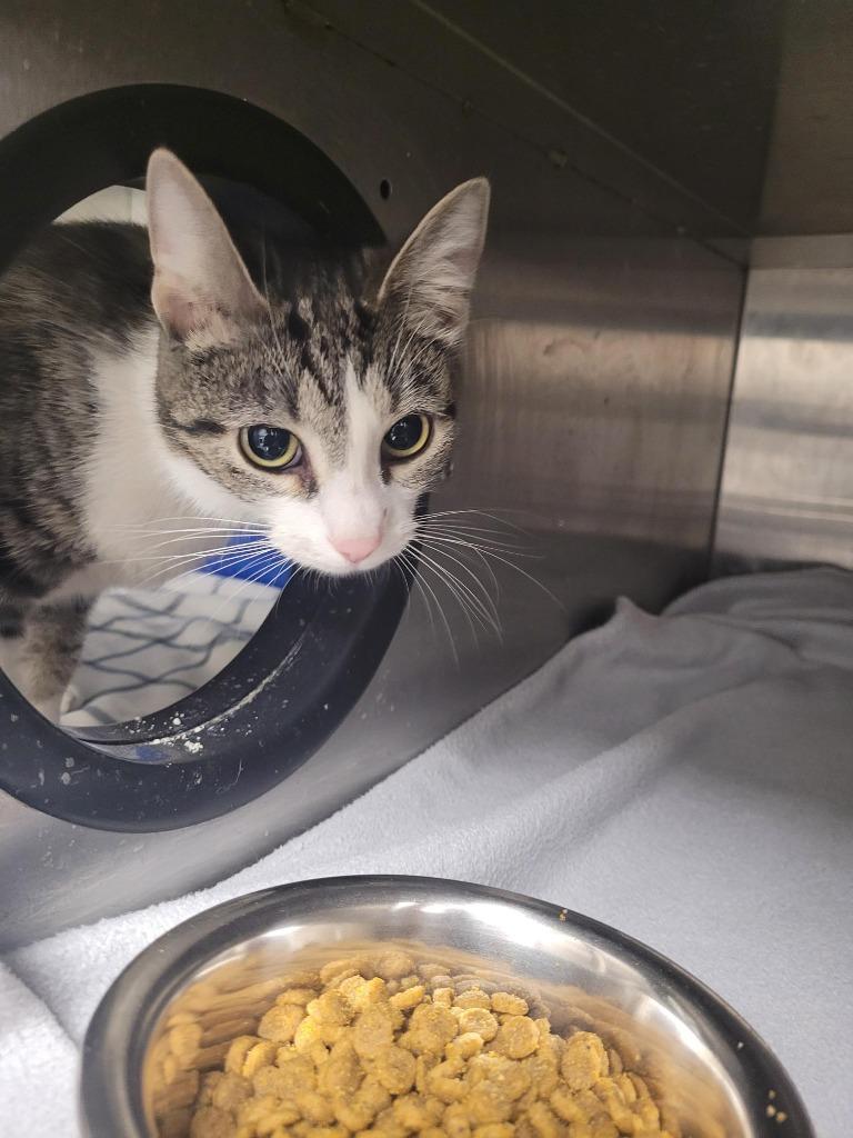 Enlarge Artemis, a Adoptable mixed breed in New Kensington, PA image 3/6