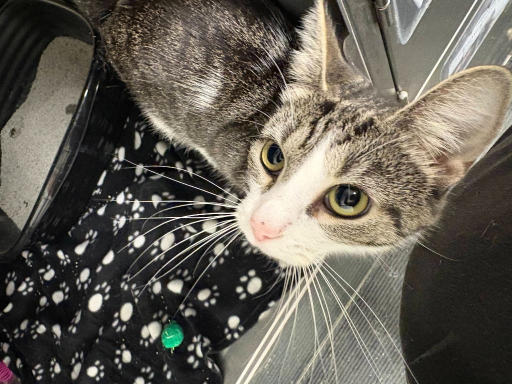 Enlarge Artemis, a Adoptable mixed breed in New Kensington, PA image 4/6