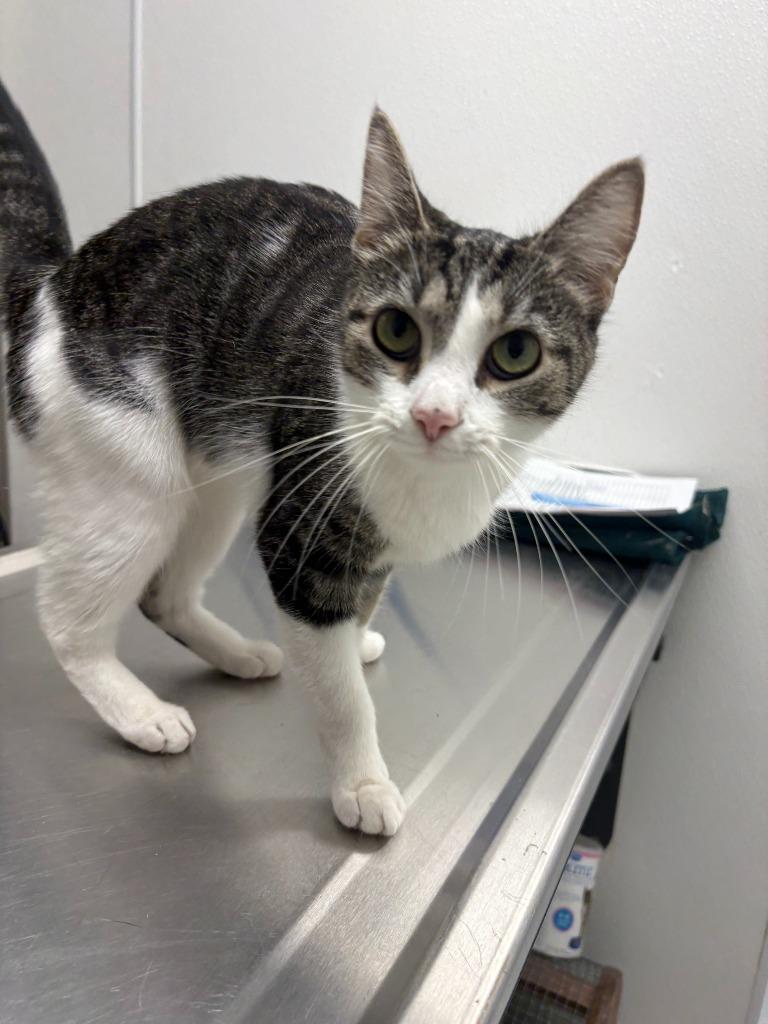 Enlarge Artemis, a Adoptable mixed breed in New Kensington, PA image 5/6