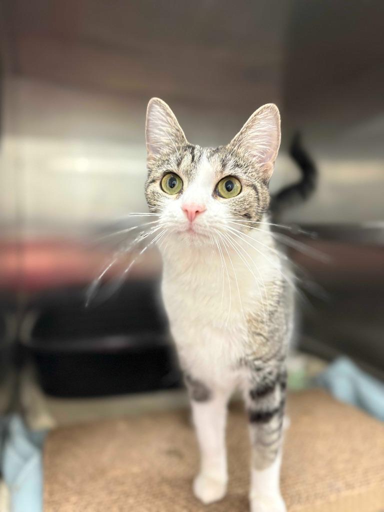 Enlarge Artemis, a Adoptable mixed breed in New Kensington, PA image 6/6