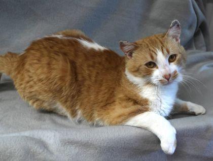 Lex Luther, ADOPTABLE, Adult Male Domestic Short Hair.