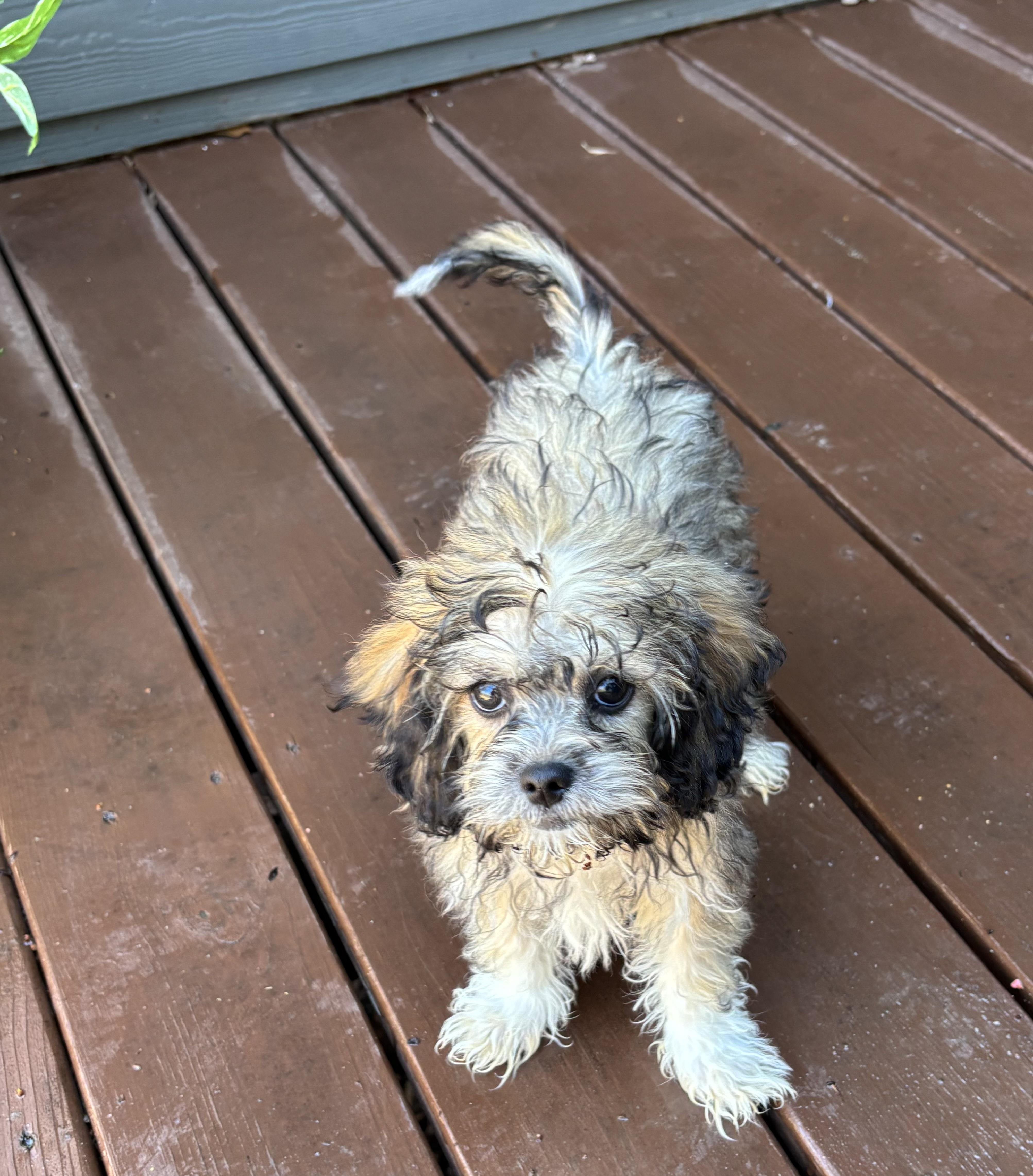Shih-poo puppies!, an adopted mixed breed in Rowlett, TX image 4/6