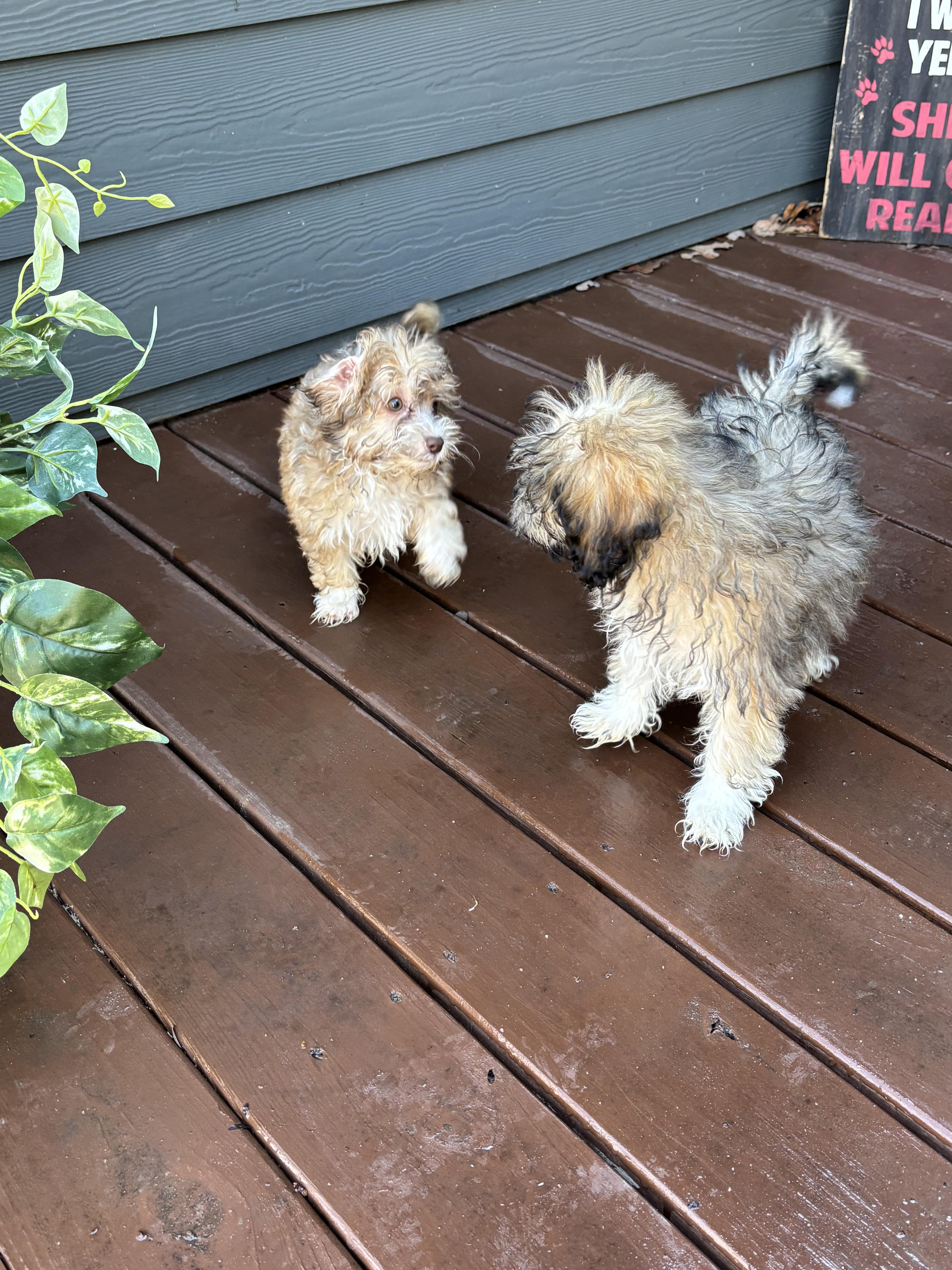 Shih-poo puppies!, an adopted mixed breed in Rowlett, TX image 5/6